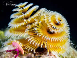 When I took this image of the Christmas Tree Worm, I saw ... by Patricia Sinclair 